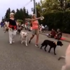 Dogs on Parade - BowWow Fun Towne
