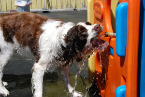 Thirsty Dog - BowWow Fun Towne