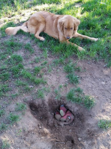 chicken wire to stop dog digging