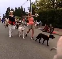 Dogs on Parade - BowWow Fun Towne