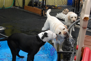Dogs Drink Water - BowWow Fun Towne