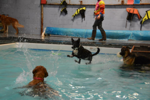 Dogs Play in Water - BowWow Fun Towne