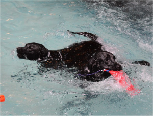 DogsSwimming-BowWowFunTowne