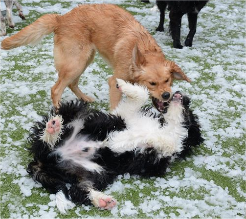 DogAggression-BowWowFunTowne