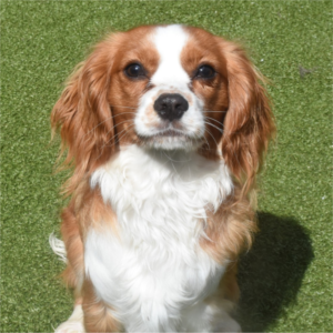 CavalierKingCharlesSpaniel-BowWowFunTowne