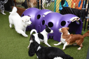 DogFriendlyEvent-BowWowFunTowne