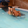 DogsLoveSwimming-BowWowFunTowne