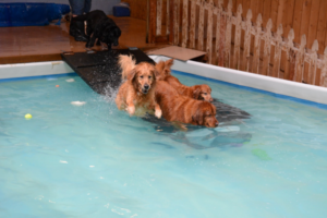 DogsLoveSwimming-BowWowFunTowne