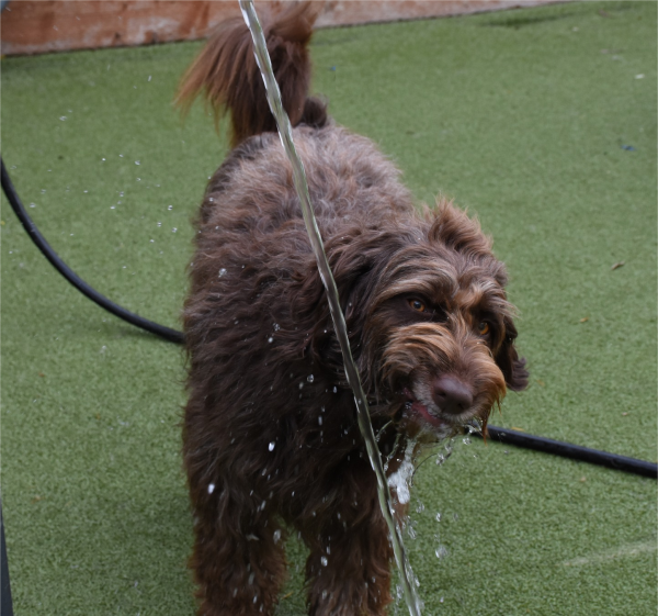Tips For Walking Your Dog In The Winter