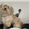 Dog Bath Tips BathYourDog1-BowWowFunTowne