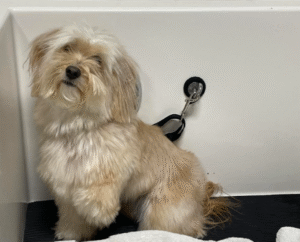 BathYourDog1-BowWowFunTowne