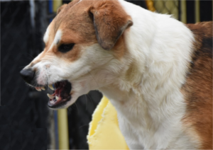 DontPunishToTrain-BowWowFunTowne