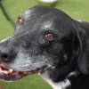 Senior DogTraining-BowWowFunTowne