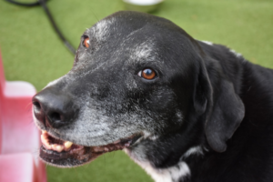 Senior DogTraining-BowWowFunTowne