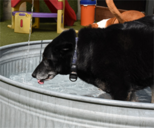 TrainingSeniorDogs-BowWowFunTowne