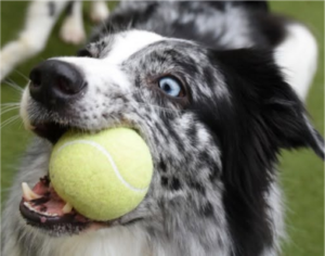 DogsFavoriteToy-BowWowFunTowne