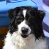 LostDog-BowWowFunTowne