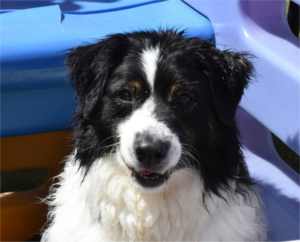 LostDog-BowWowFunTowne