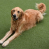 CommunicateWithDog-BowFunTowne